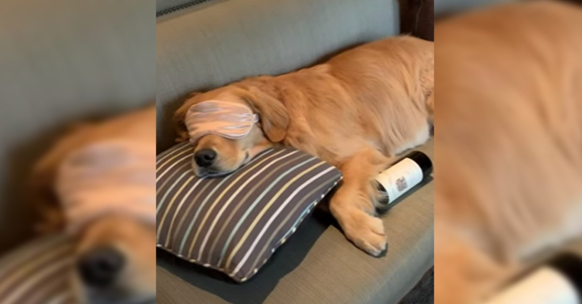 Insolito! Un cucciolo di cane dorme con mascherina, pantofole e una bottiglia di vino sotto la zampa (VIDEO)