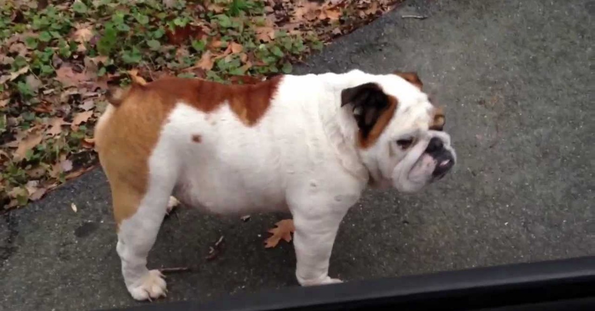 Otis cucciolo di Bulldog inglese dà il benvenuto a casa (VIDEO)