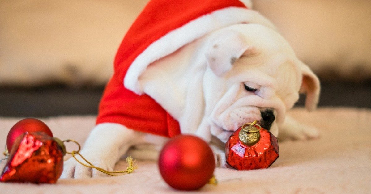 Cuccioli di cane giocano con le palle di Natale: come fare a fermarli?