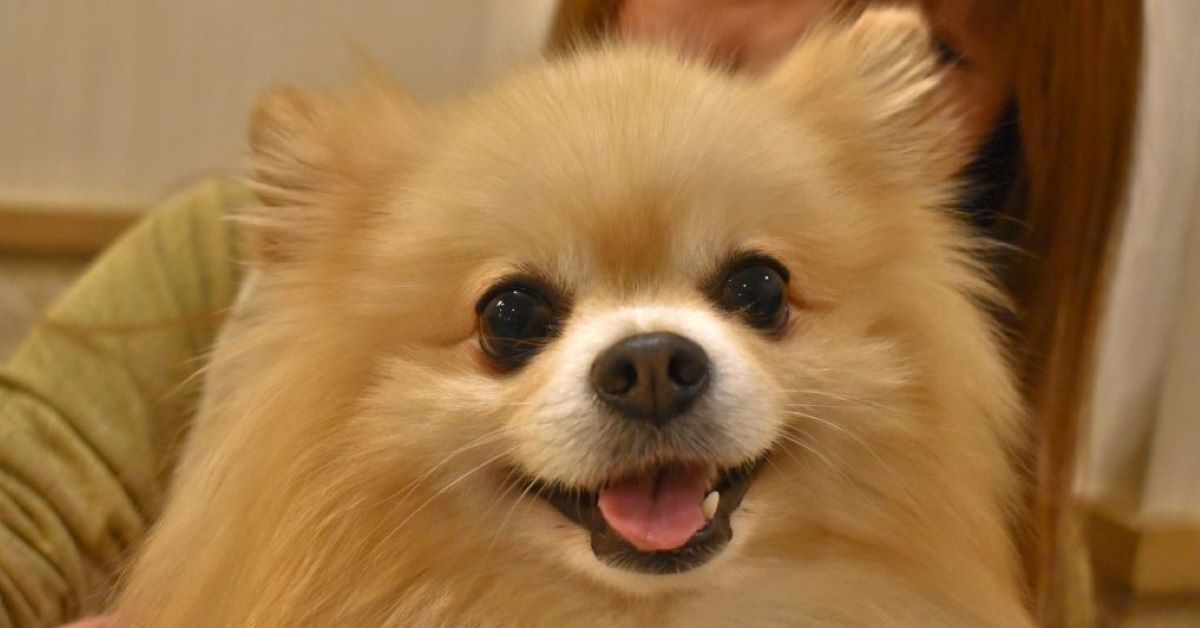 cucciolo di pomerania come spazzolarlo