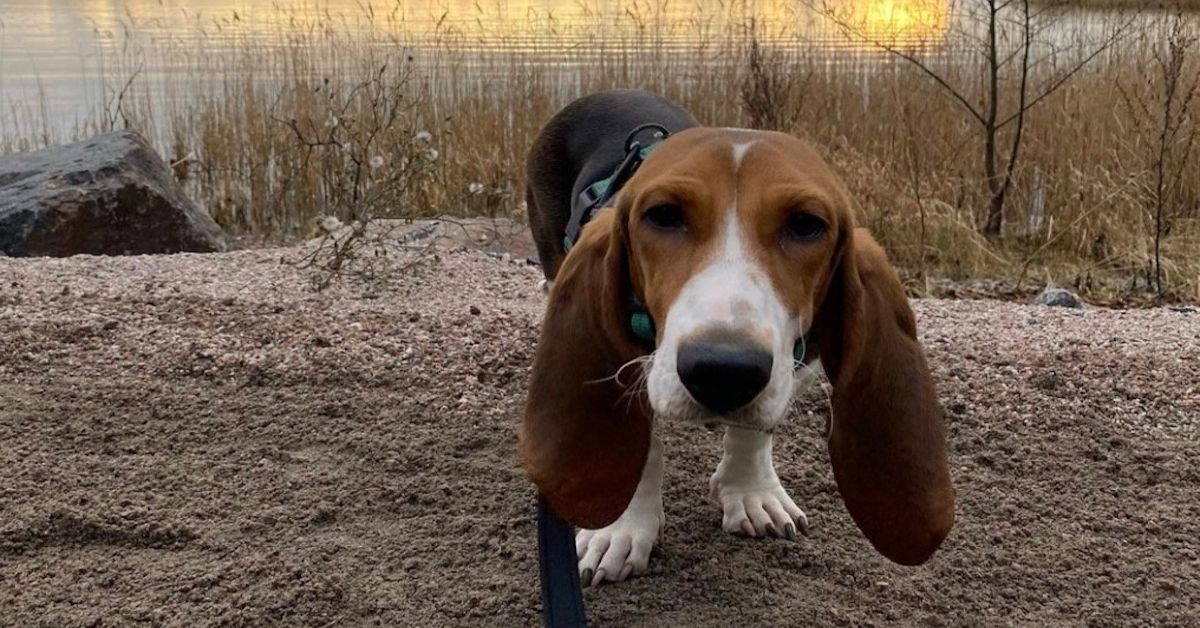 Prendersi cura di un Basset Artésien Normand: come farlo alla perfezione, tutti i consigli utili