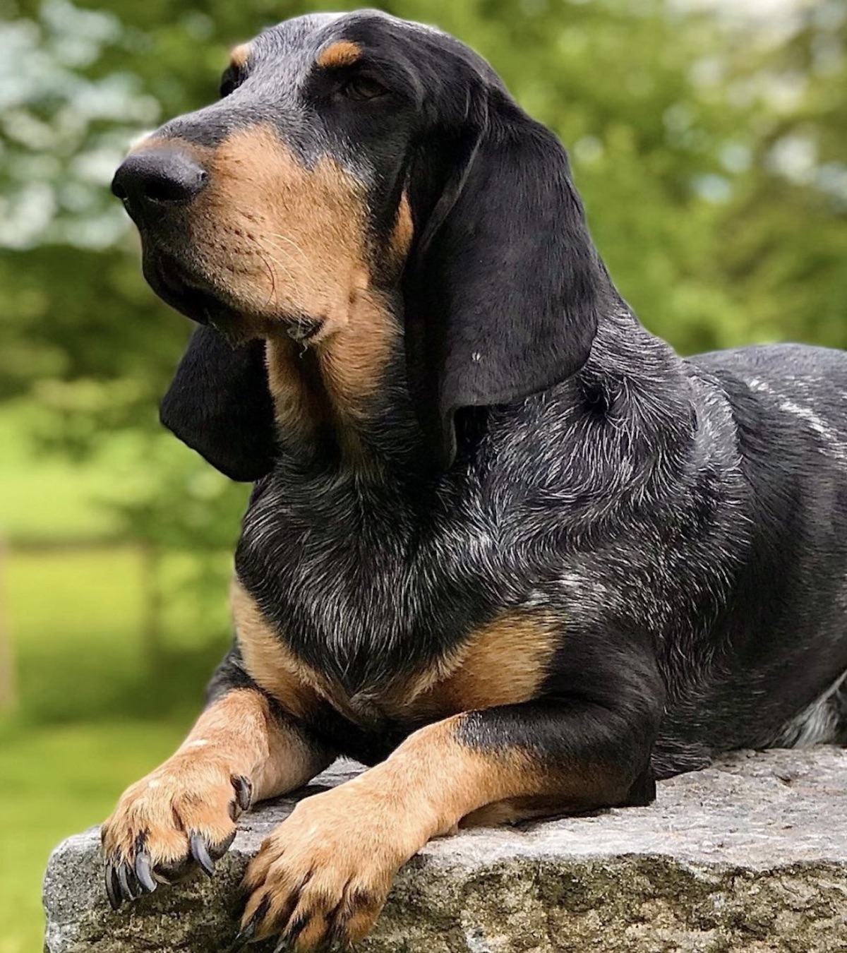 cane sguardo intenso