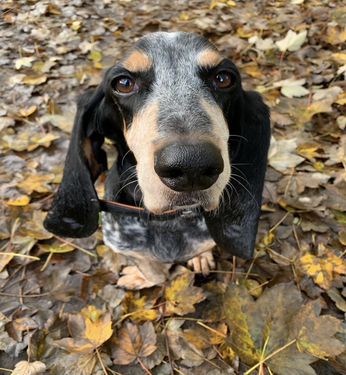 basset simpatico