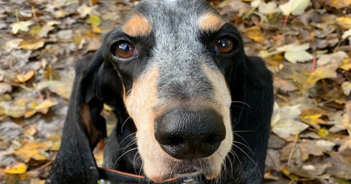 Prendersi cura di un Basset Bleu de Gascogne: come farlo alla perfezione, tutti i consigli utili