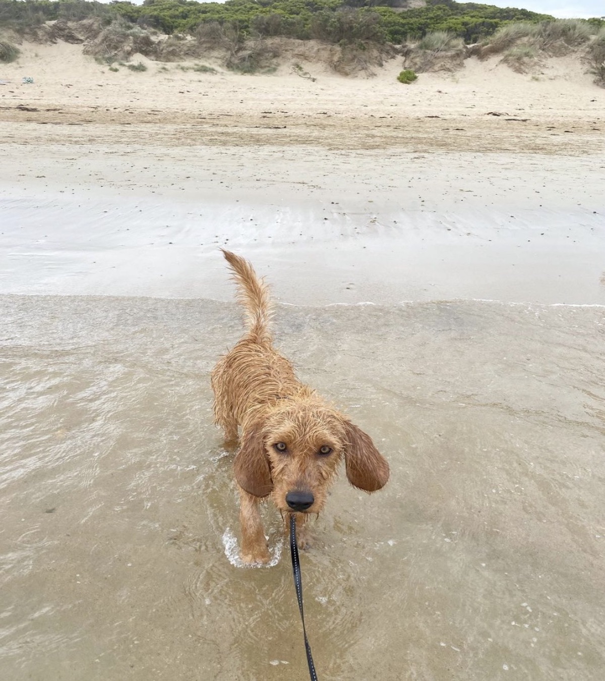 basset in acqua