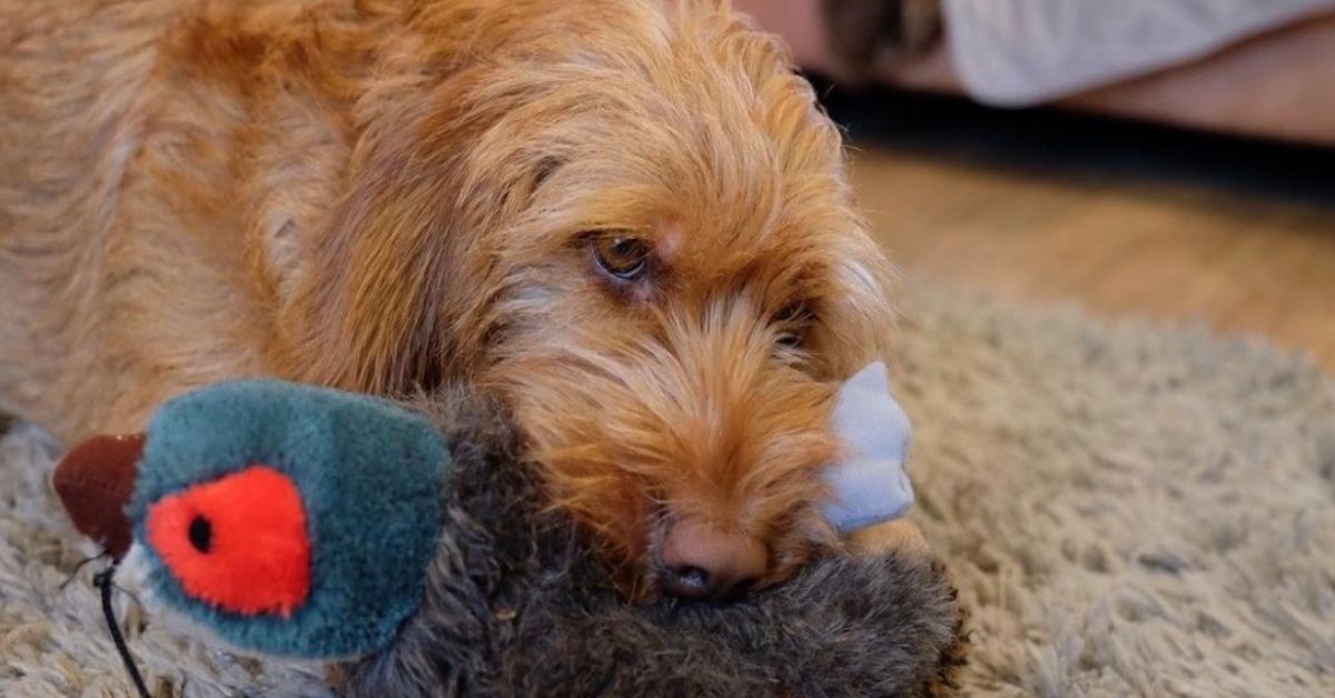 Prendersi cura di un Basset Fauve de Bretagne: come farlo alla perfezione, tutti i consigli utili