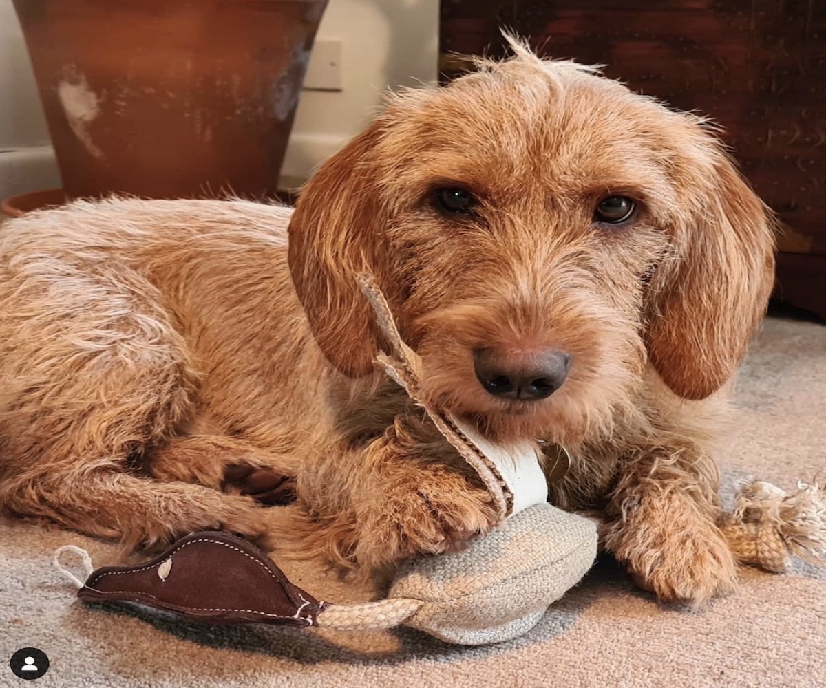 cagnolino occhi dolci