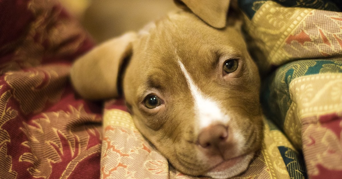 cuccioli di pit bull attenzioni