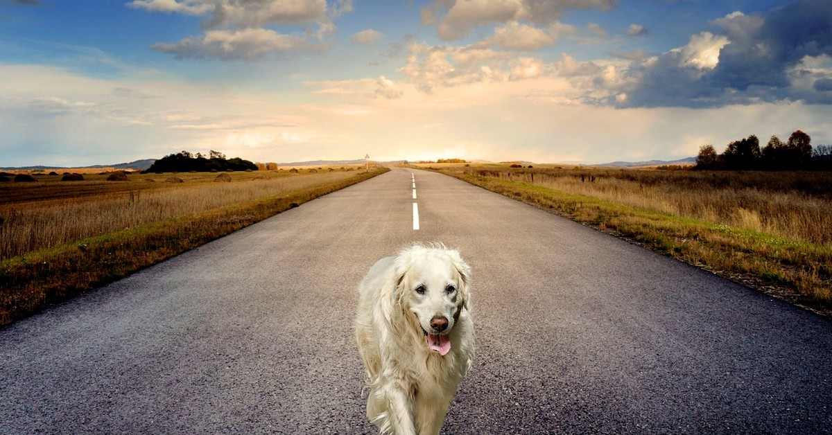 Svelato quanto vive davvero un cane randagio e perché dovresti adottare