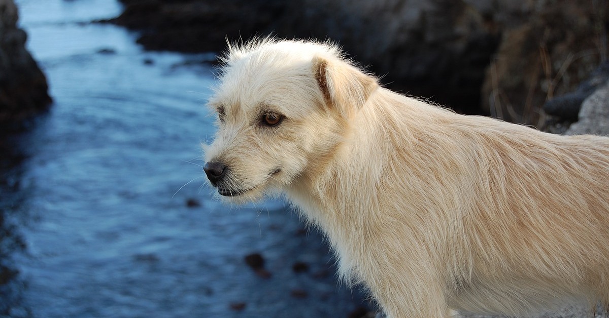 quanto vive davvero un cane randagio