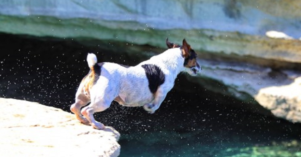 Questa cucciola Jack Russell è capace di compiere dei tuffi spettacolari, il video è una gioia per gli occhi