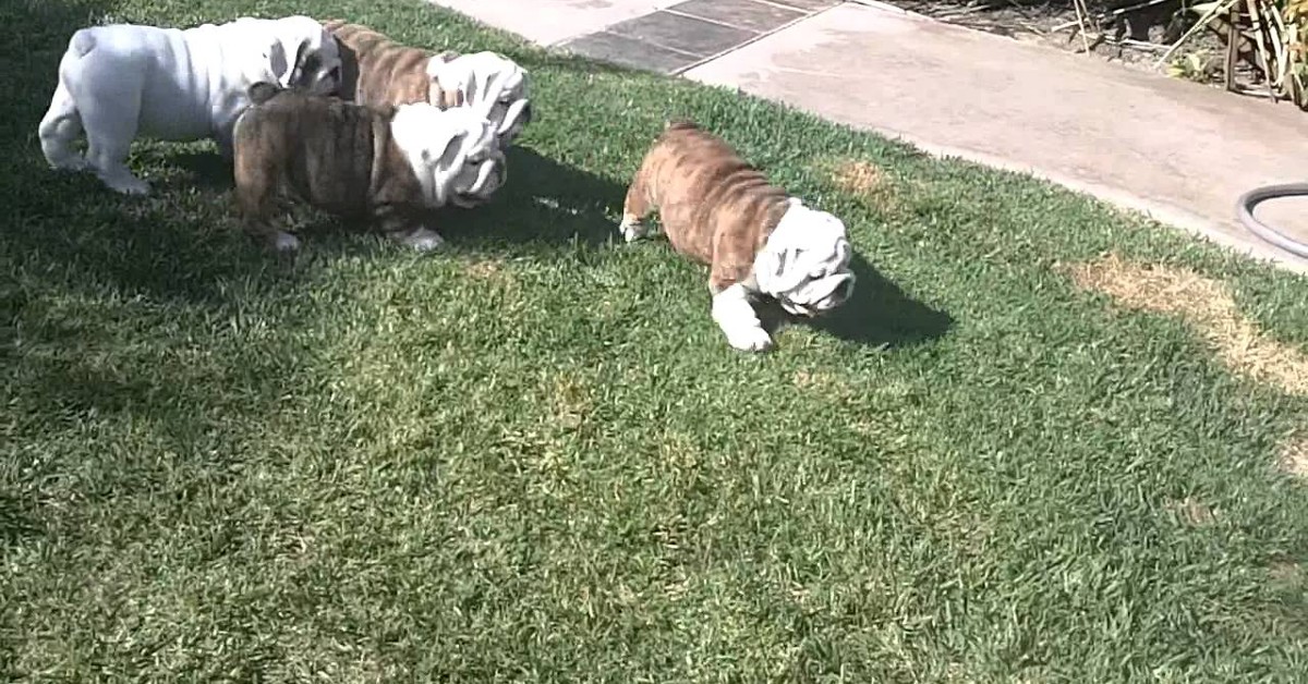 Questi cuccioli di Bulldog inglese corrono e si divertono con i padroni in giardino (VIDEO)