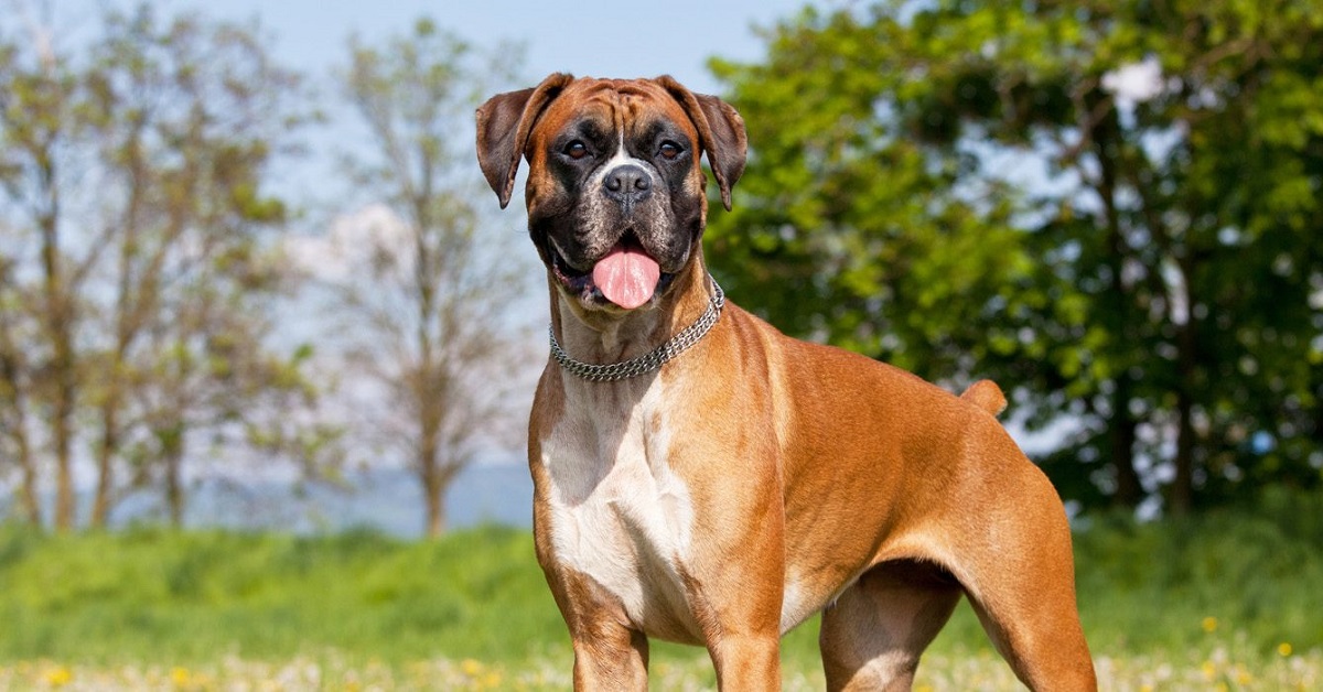 Questo cucciolo di Boxer non ha ben capito come funziona il trampolino, il video è strepitoso