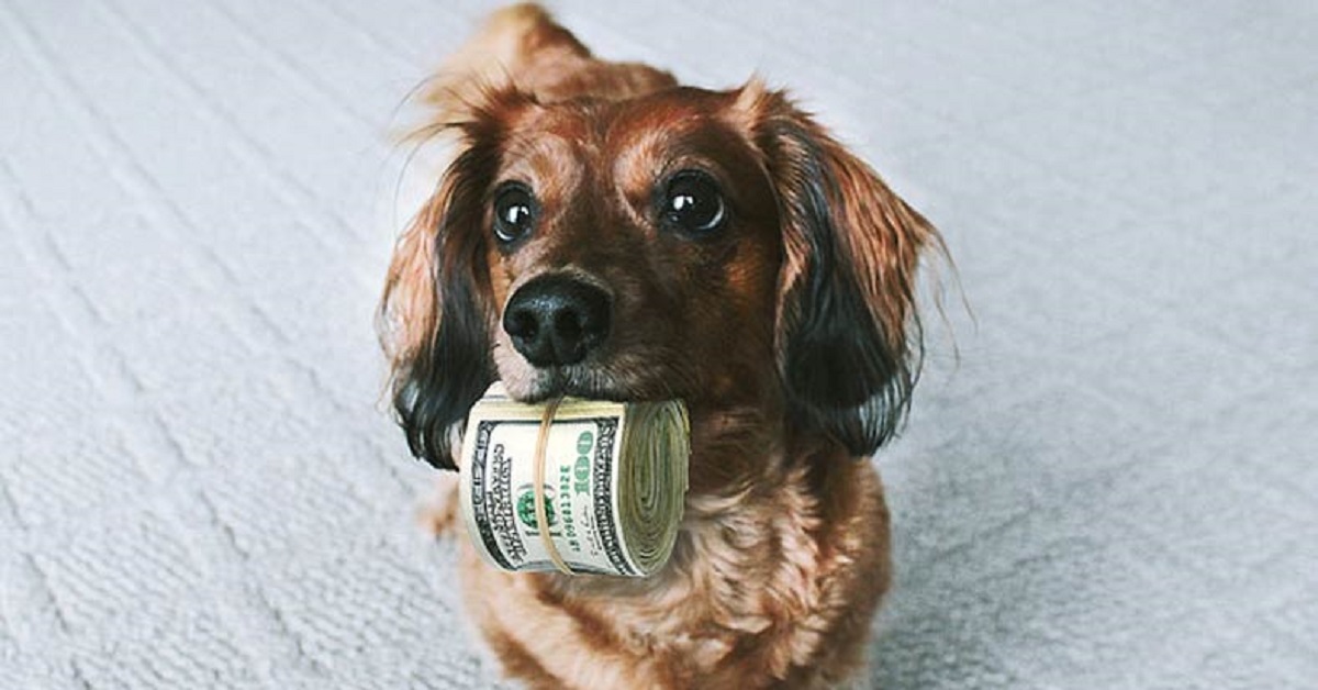 Questo cucciolo di cane difenderà la sua banconota a tutti i costi, vale assolutamente la pena guardare il video