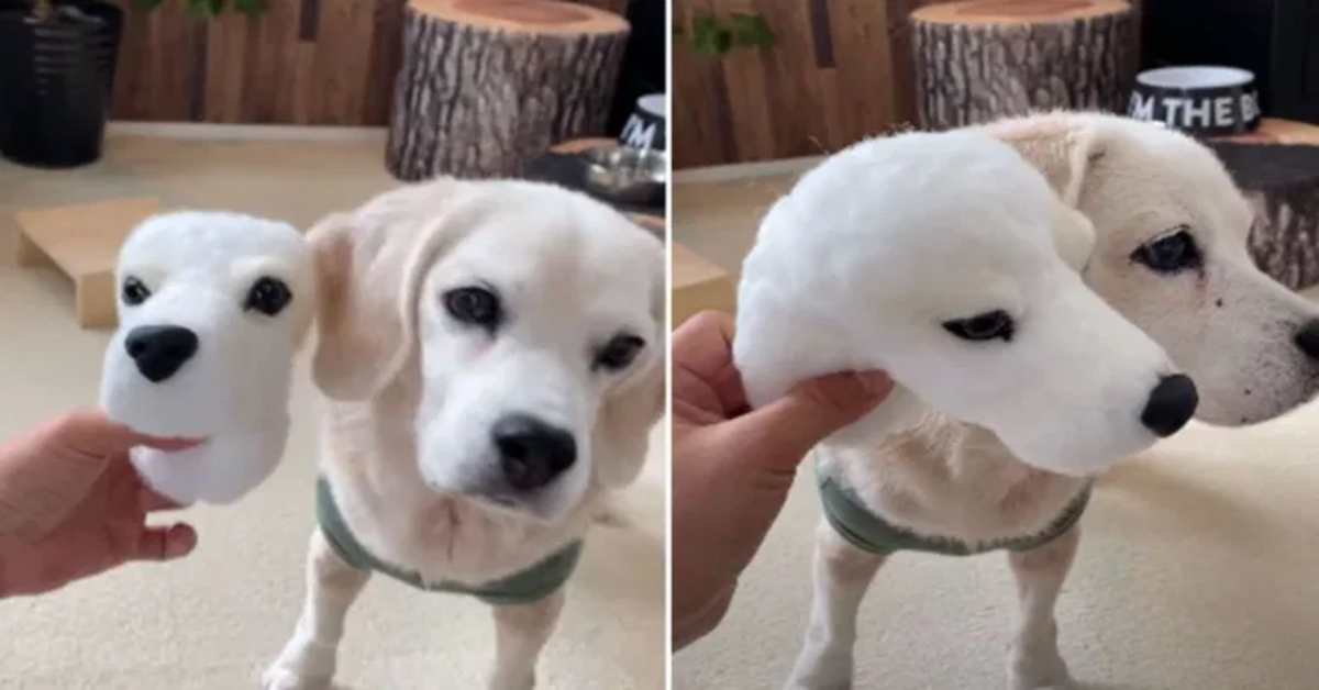 Un ragazzo crea una geniale replica di lana del muso del suo cucciolo di cane, Puri (VIDEO)