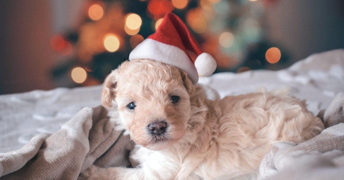 Cagnolini e Babbo Natale, foto e video tra tenerezza e buffi travestimenti