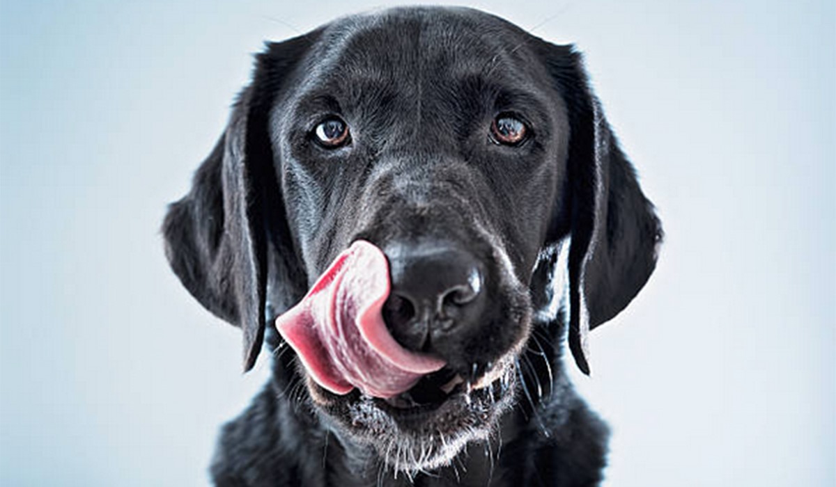 cane che si lecca il muso