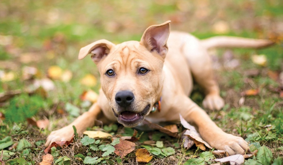 cagnolino incuriosito da un oggetto