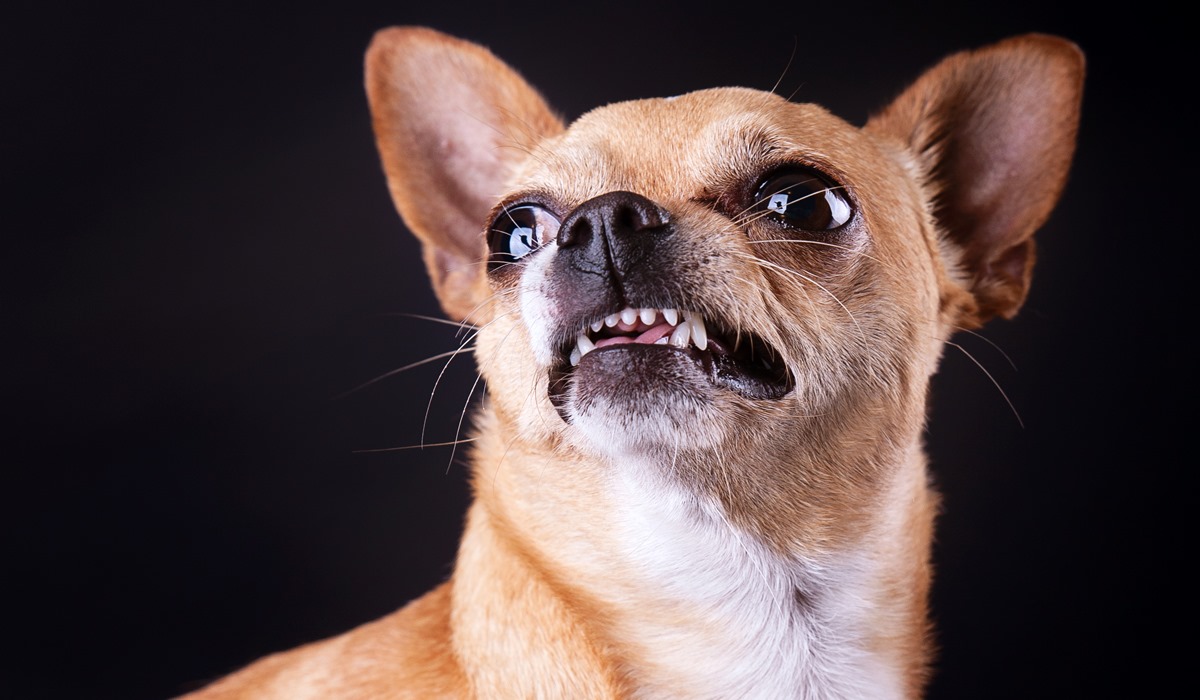 chihuahua aggressivo che ringhia