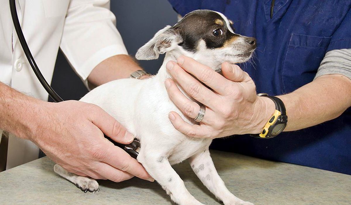 cane di taglia piccola dal veterinario