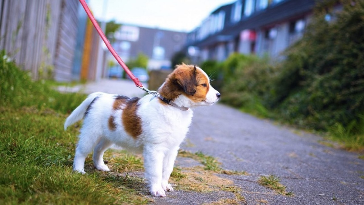 cagnolino al guinzaglio