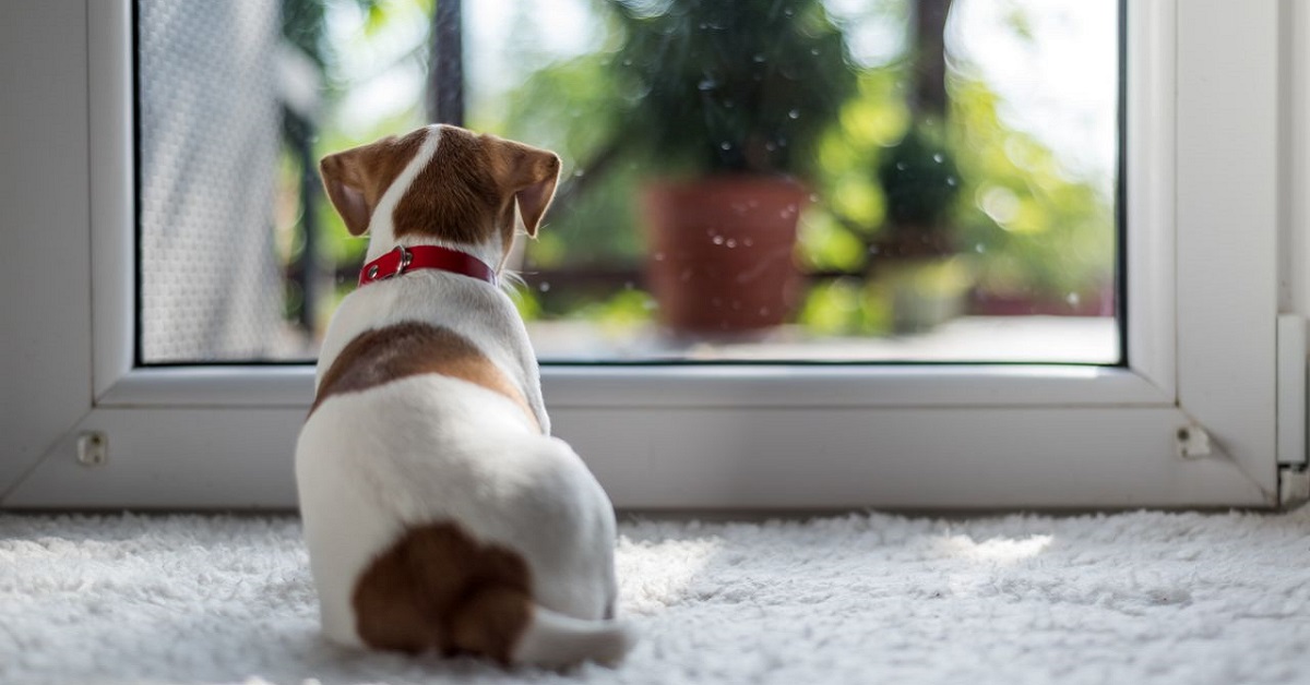 Santo Stefano con il cucciolo di cane: che cosa si può fare con i nostri cagnolini?