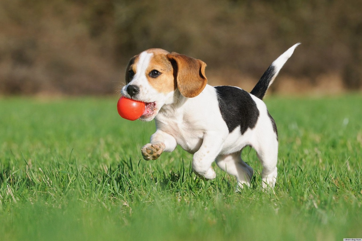 cagnolino tricolore sull'erba