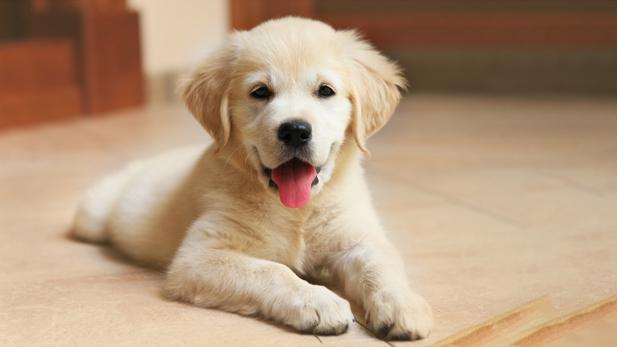 cucciolo di golden retriever