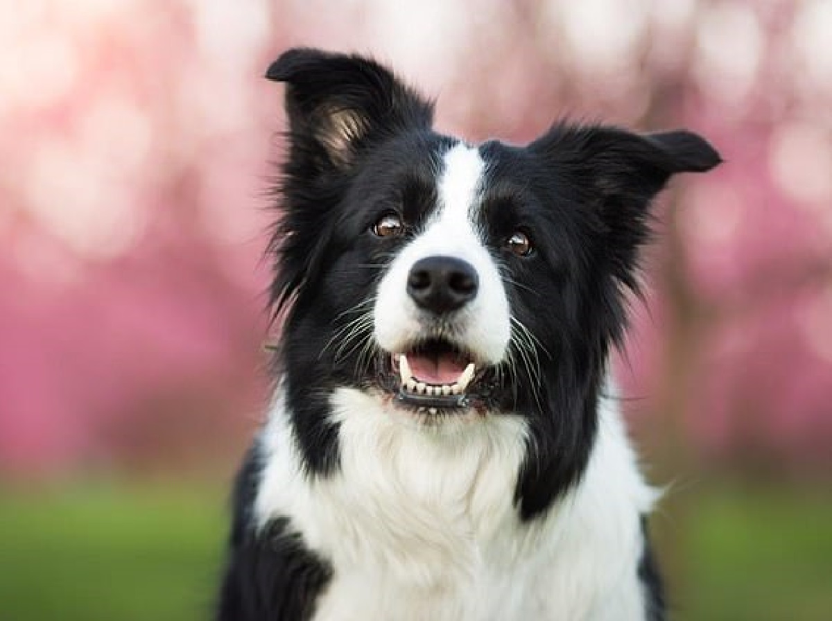 cucciolo cane orecchio sinistro estranei