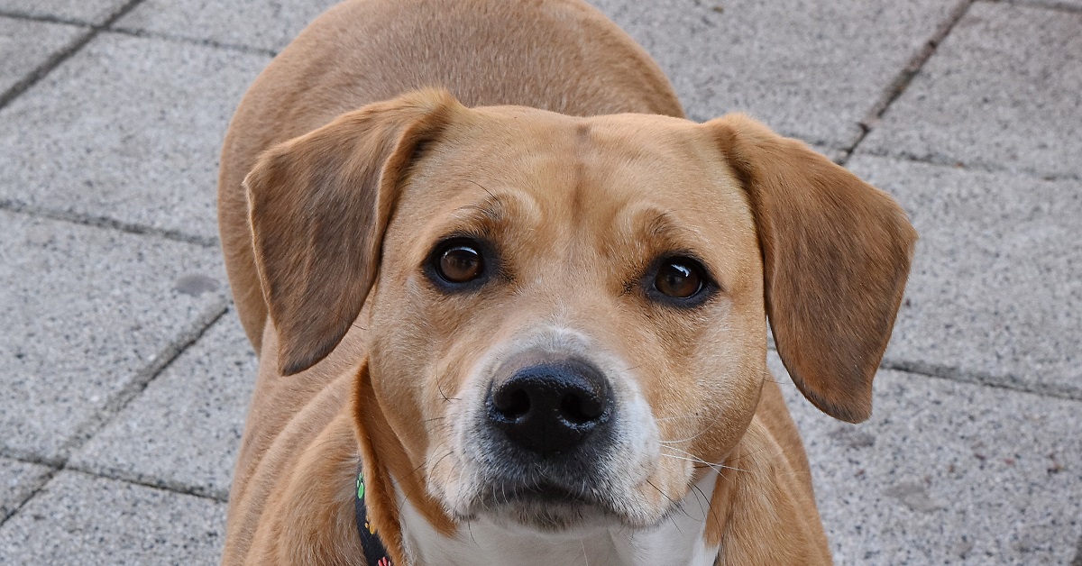 Svelato il motivo per cui il cane decide di fare sempre questa cosa con la zampa