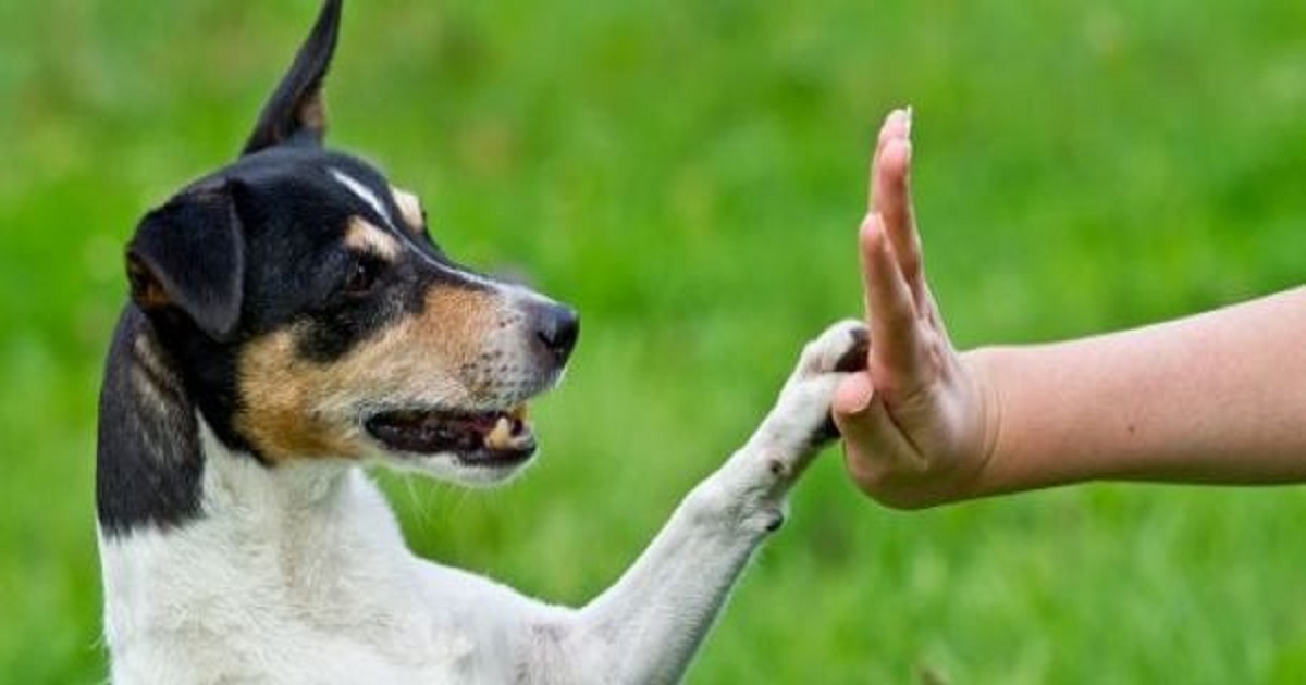 cucciolo zampa motivo