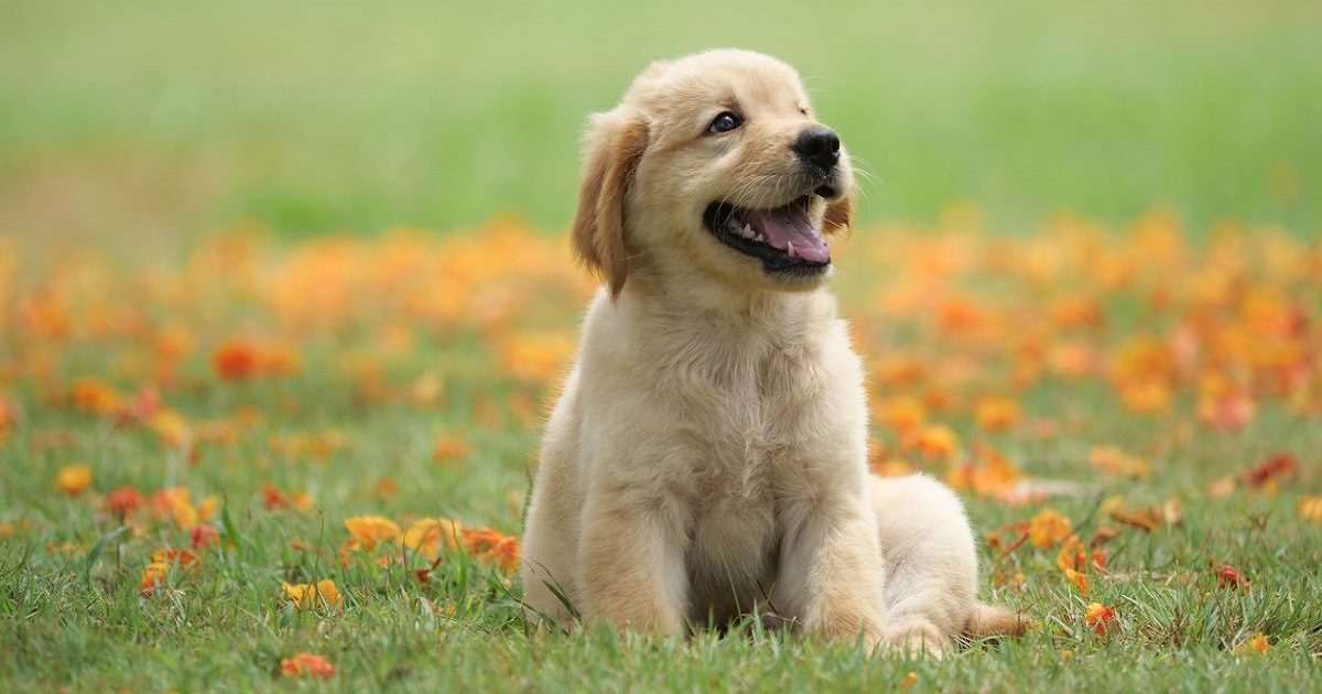 cagnolino fissare sguardo