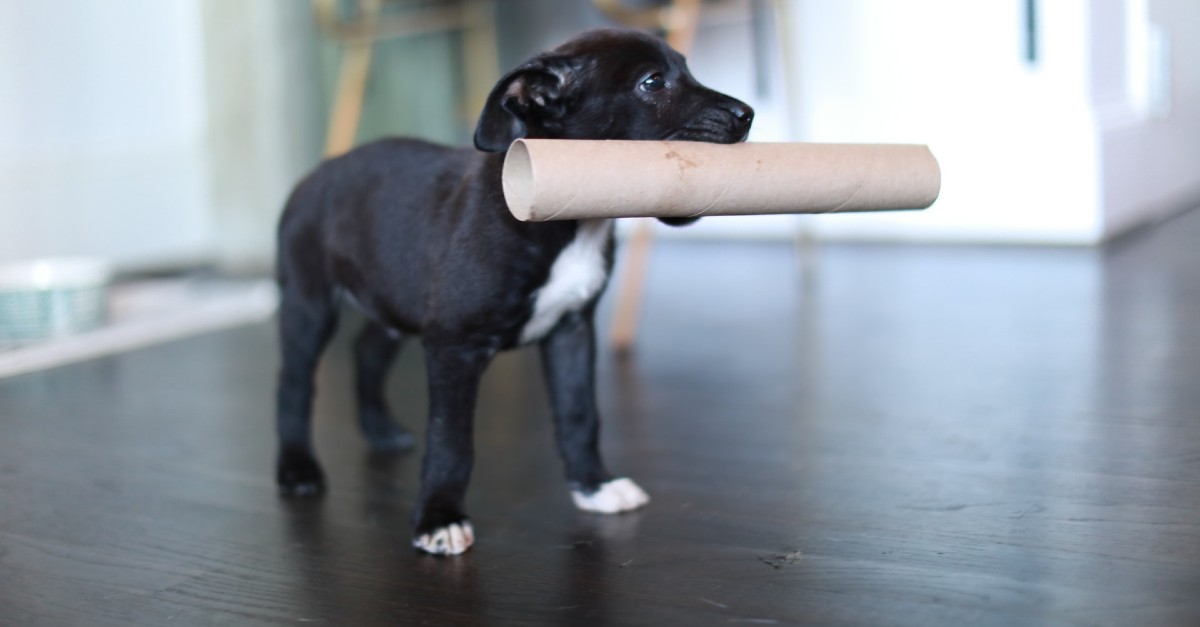 Cuccioli di Pit Bull, come pulirli: dalle orecchie ai denti, tutti i consigli utili