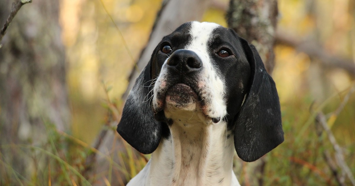 Cuccioli di Pointer, carattere e tutto quello che bisogna sapere