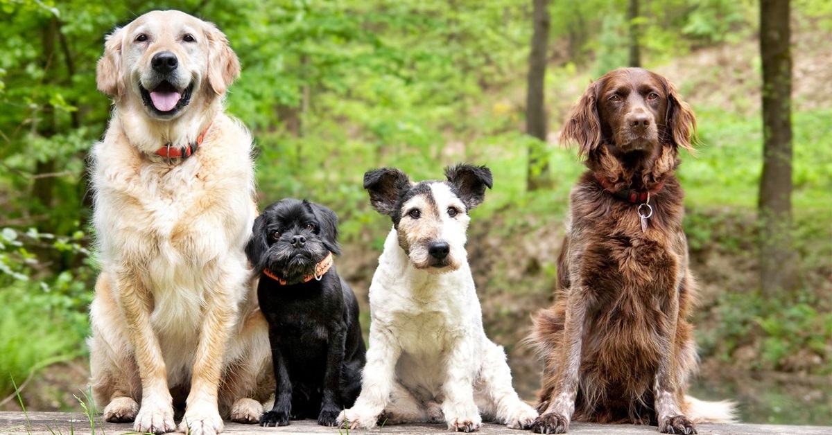 Tratti comportamentali del cane: tutti i caratteri che potrebbe avere Fido