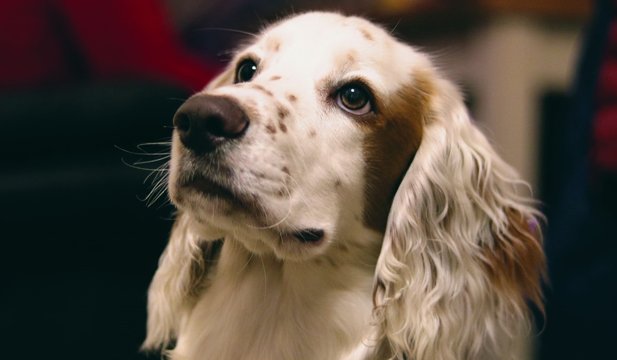 english springer spaniel