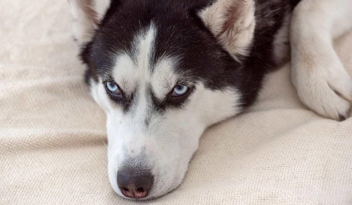 siberian husky