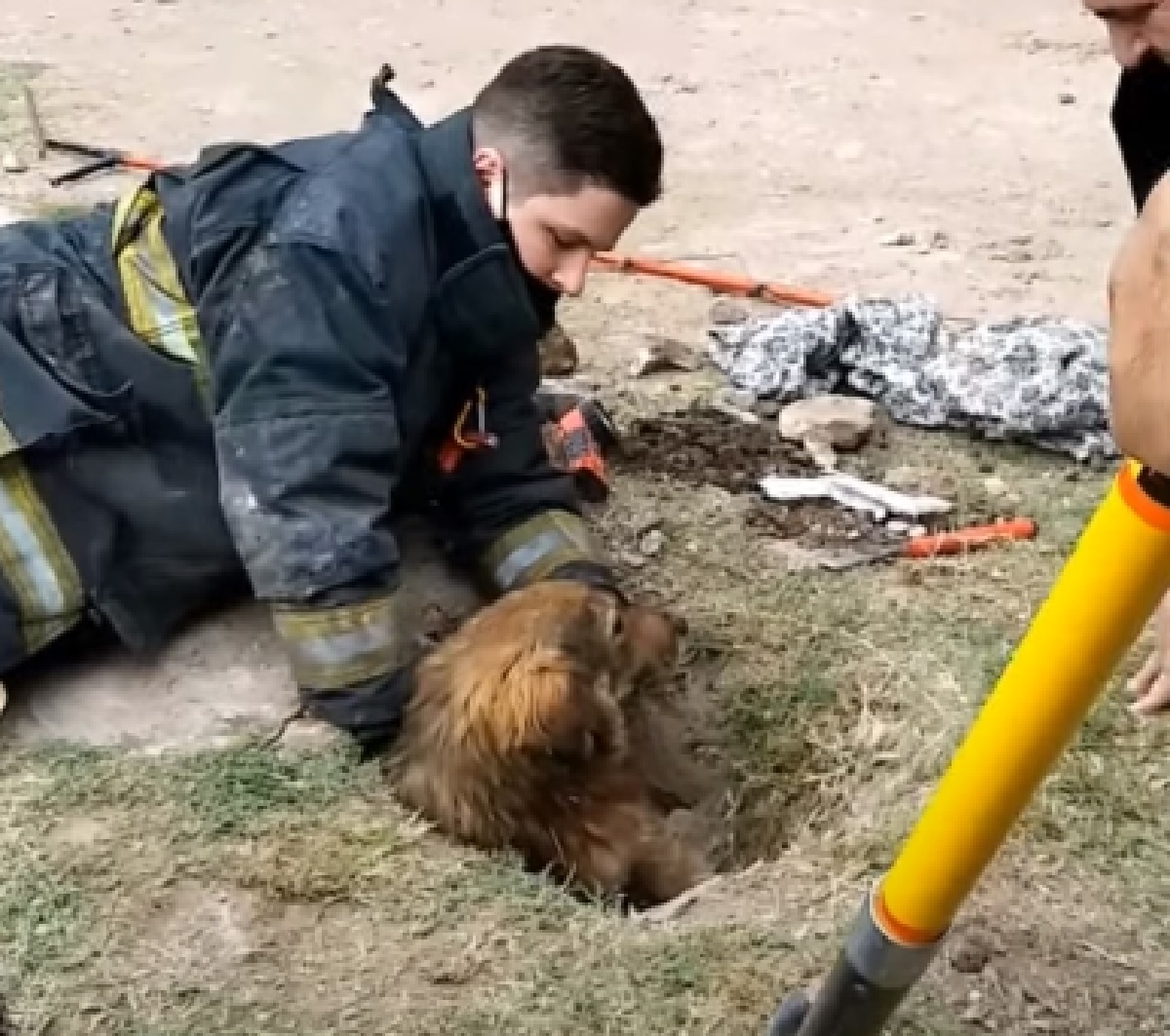 papu cucciolo di cane strada