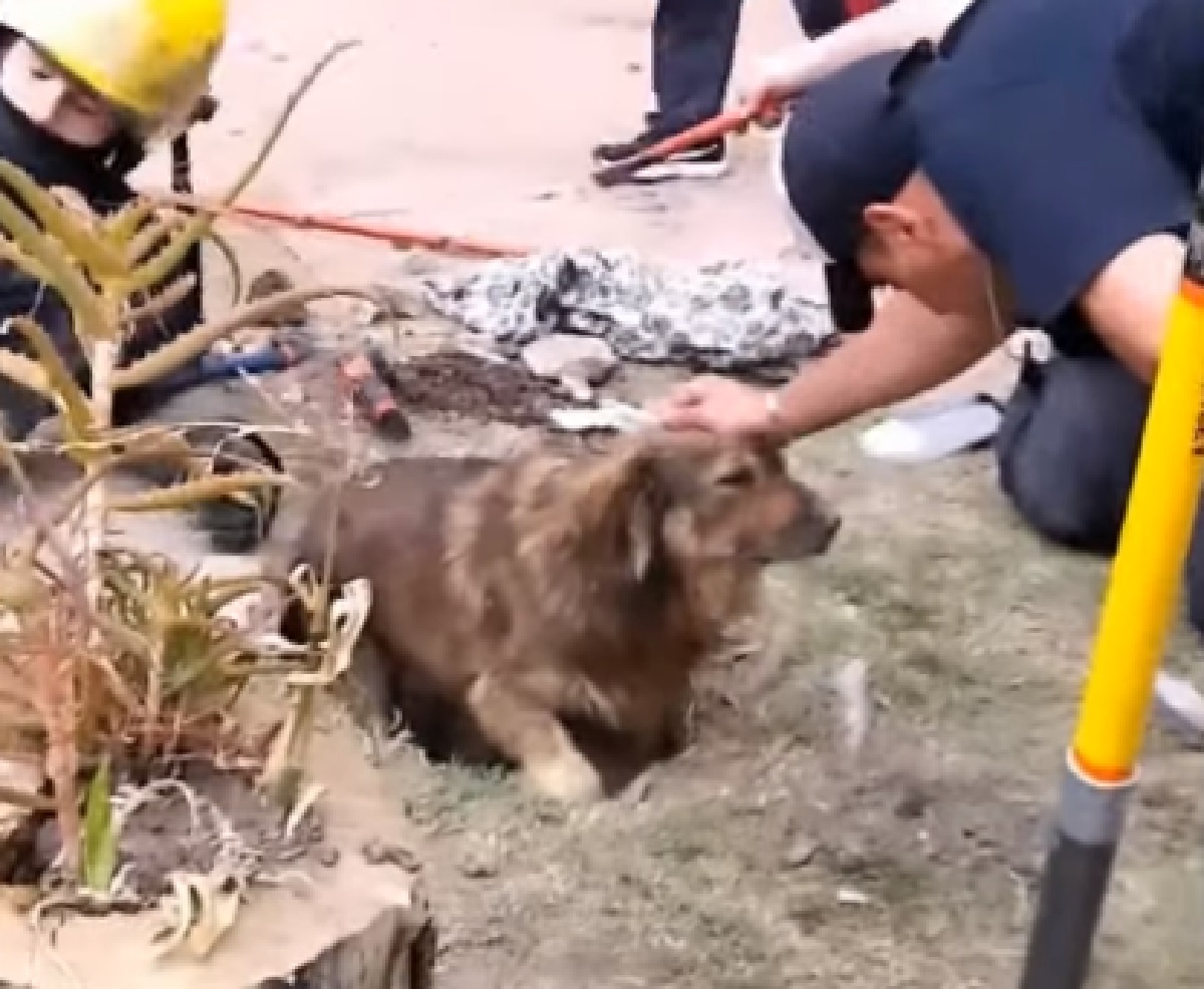 papu cucciolo salvato soccorritori