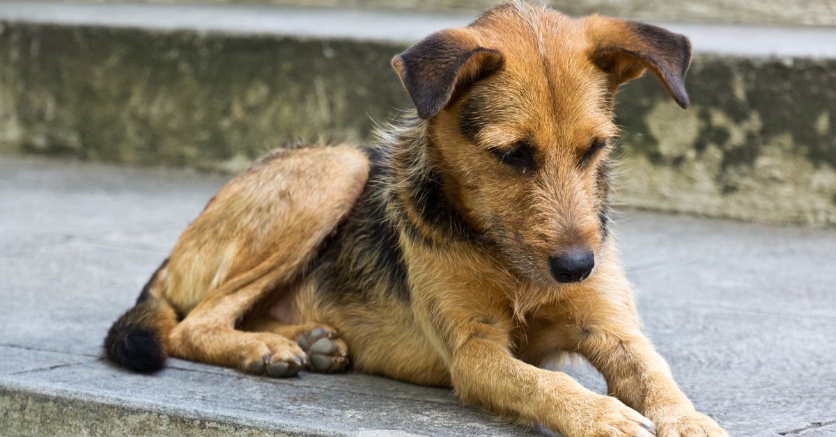 Trovano il cucciolo di cane in estrema difficoltà, nel video è chiaro lo stupore dei soccorritori