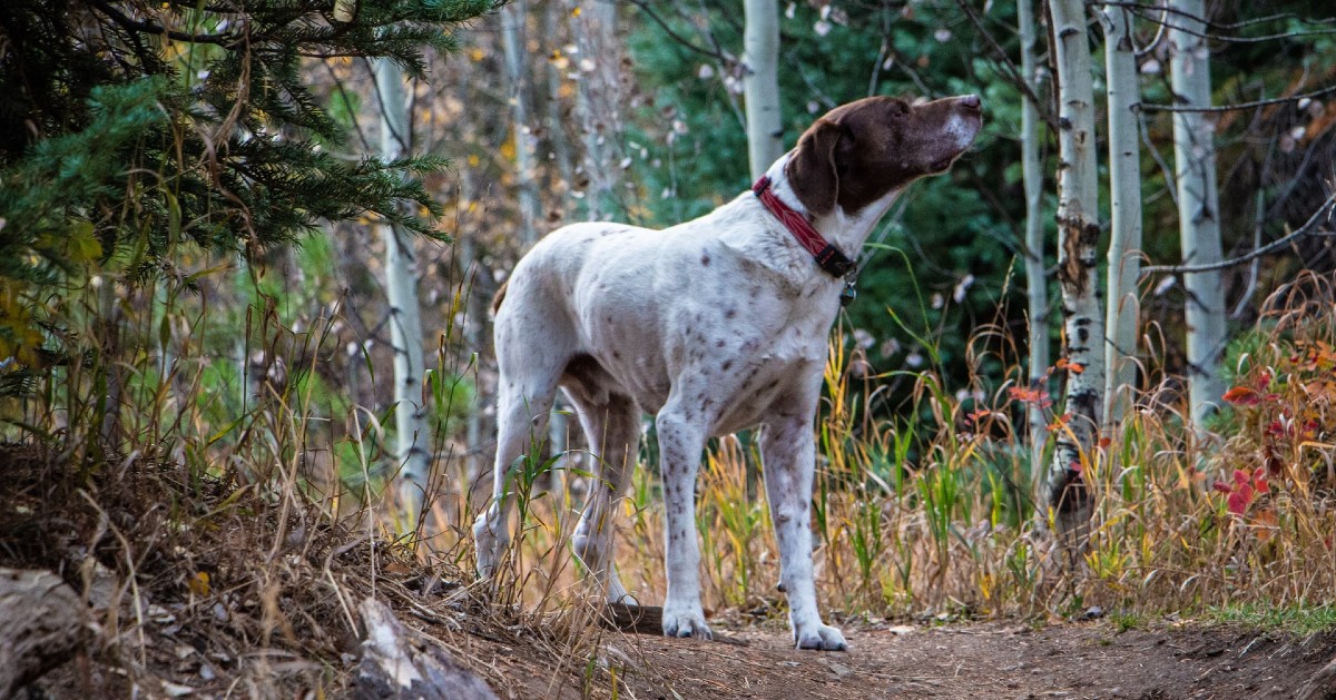 cuccioli di pointer