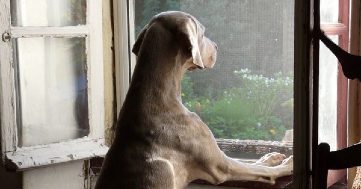 Un cucciolo di cane attende impazientemente il pullman, guardate chi sta arrivando nel video