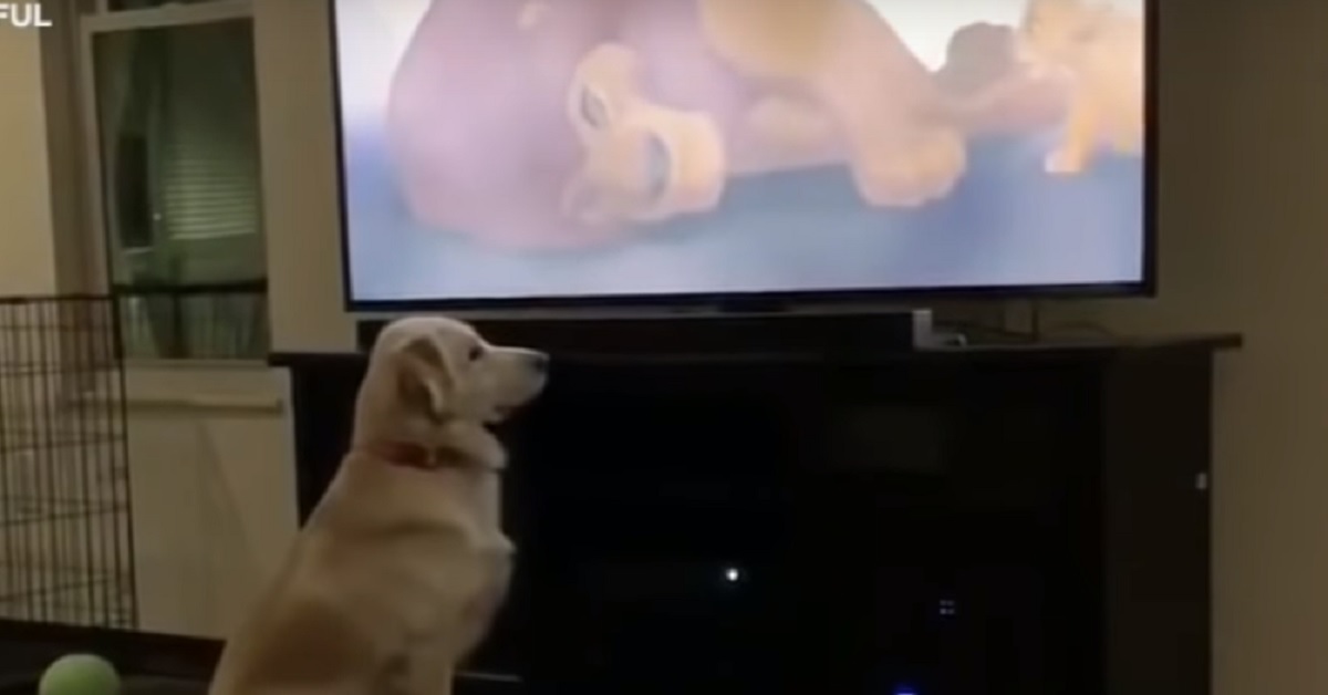 Un cucciolo di Golden Retriever guarda la commovente scena de “Il Re Leone” (VIDEO)