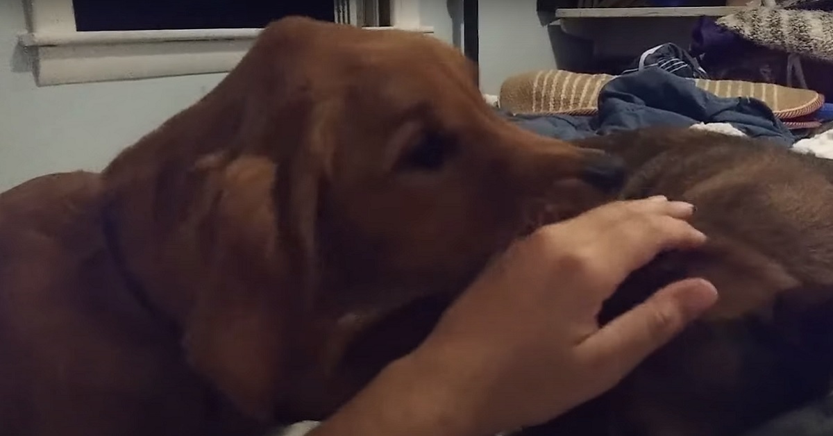 Un cucciolo di Golden Retriever reagisce in modo incredibile se non viene considerato (VIDEO)