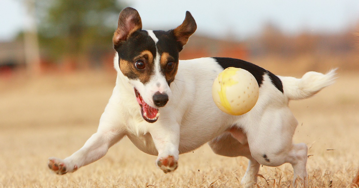 Un cucciolo di Jack Russell ha un modo di giocare davvero unico, guardate cosa fa nel video