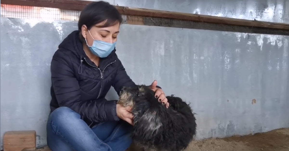 Una cucciola di cane randagia e malata trova finalmente la felicità dopo un duro passato (VIDEO)