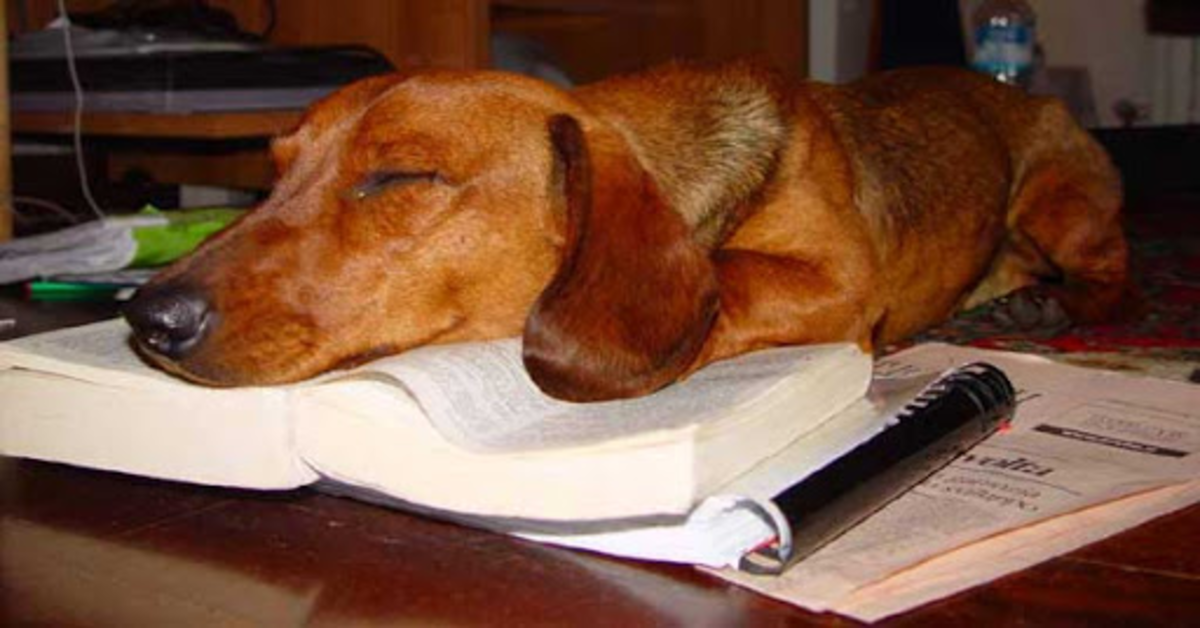 Bassotto addormentato sul libro