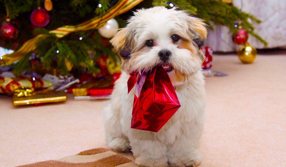 fare un regalo di natale al cane