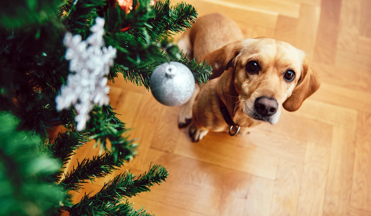 cane sotto l'albero di natale