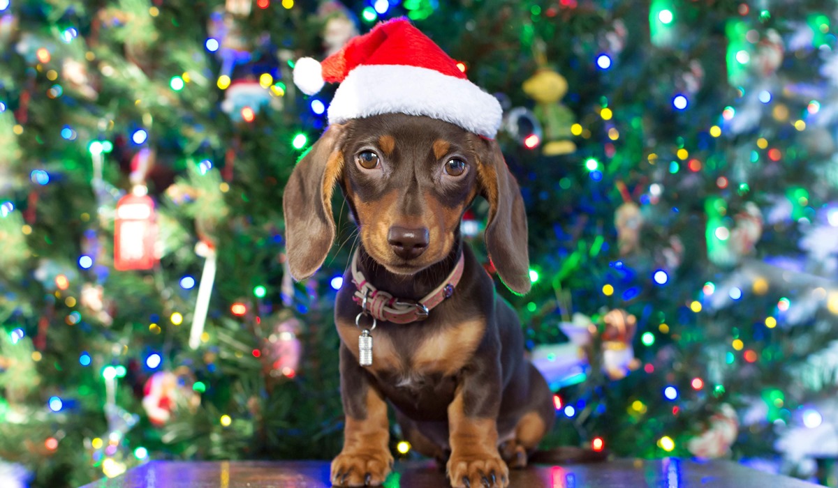 cane bassotto con il cappellino da babbo natale